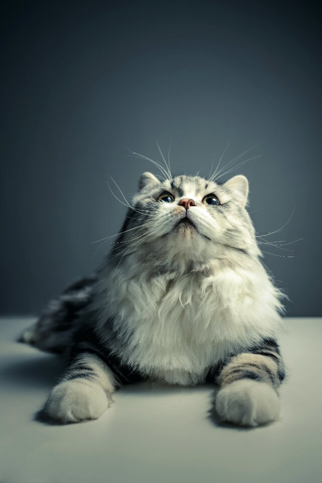 Persian breed black grey pets