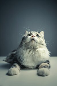 Persian breed black grey pets