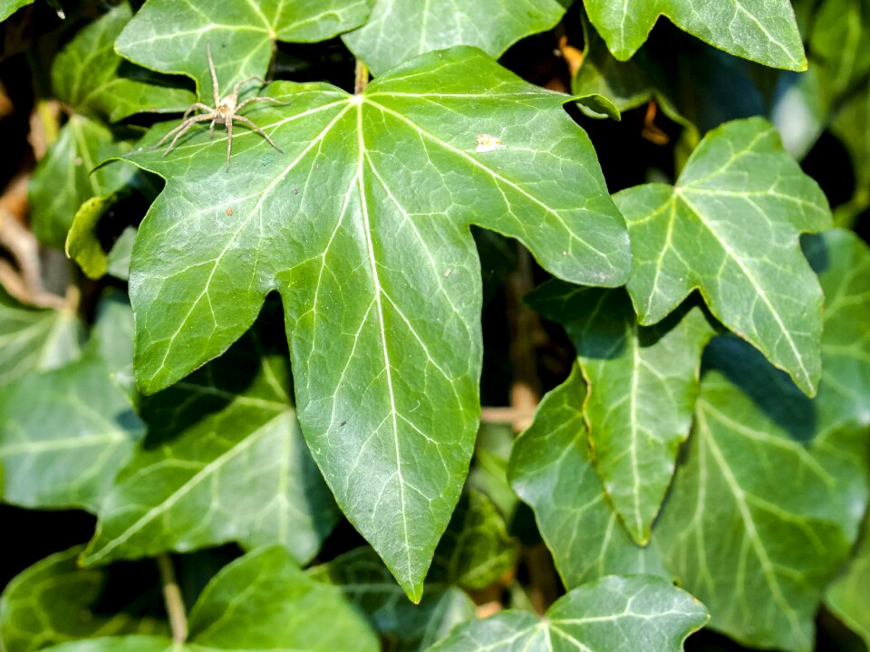 Spider nature plant photo