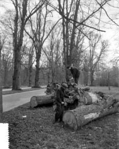 Bomen hakken in de Haarlemmerhout. Spanjaardslaan, Bestanddeelnr 908-3962