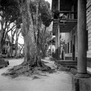 Boom in de Heerenstraat in Paramaribo, Bestanddeelnr 252-6112