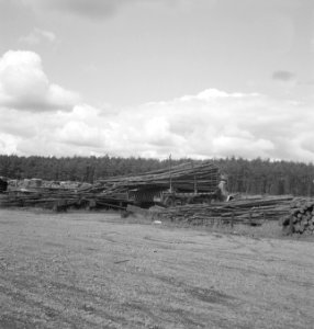 Boomstammen, houtopslagplaatsen, Bestanddeelnr 253-4874