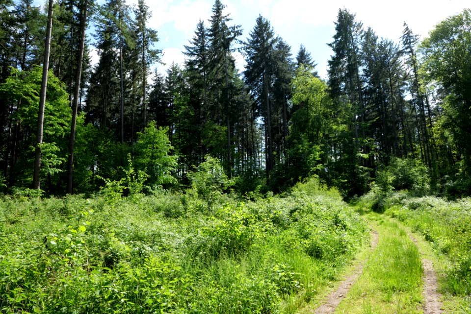 Boitzenburger Tiergarten und Strom 2021-05-29 09