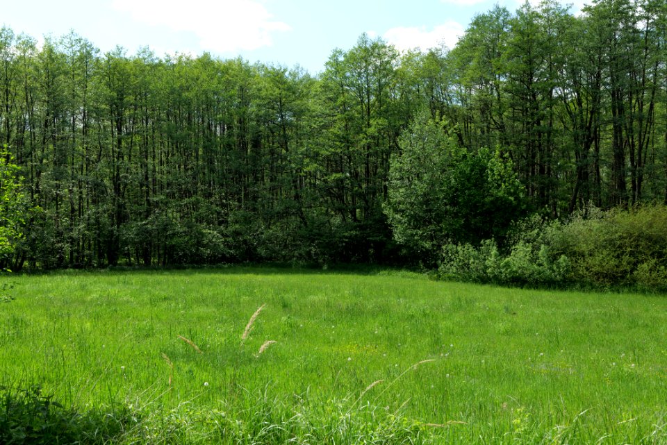 Boitzenburger Tiergarten und Strom 2021-05-29 04