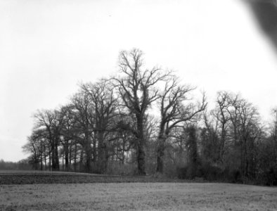 Bomen , eik, Bestanddeelnr 192-0276