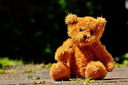 Stuffed animal teddy bear brown bear photo