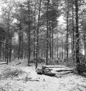 Bossen, boomstammen, sneeuw, overzichten, Bestanddeelnr 253-5990