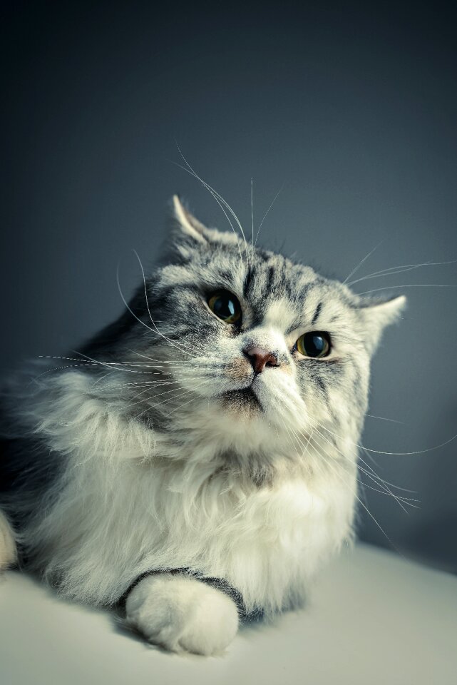 Persian breed black grey pets