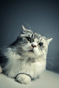 Persian breed black grey pets