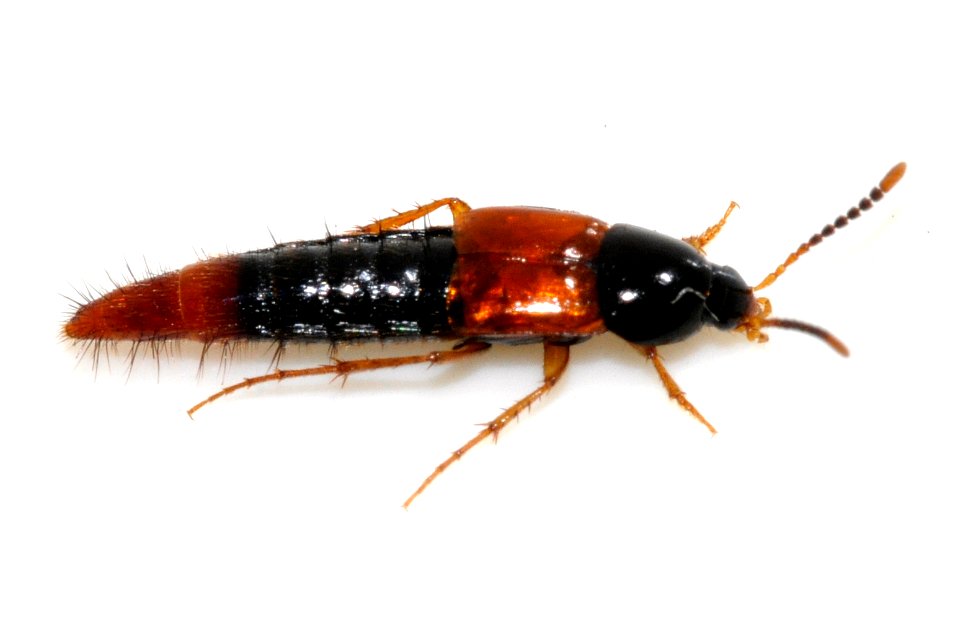 Bolitobius-castaneus-06-fws