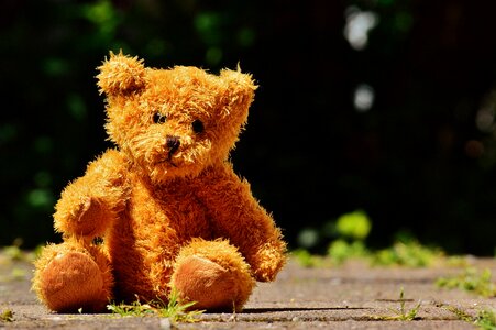 Stuffed animal teddy bear brown bear photo