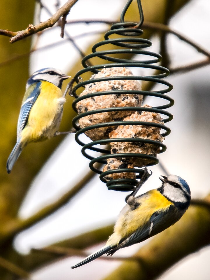 Songbird garden bird nature