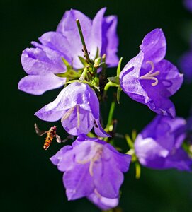 Summer flowers violet nature