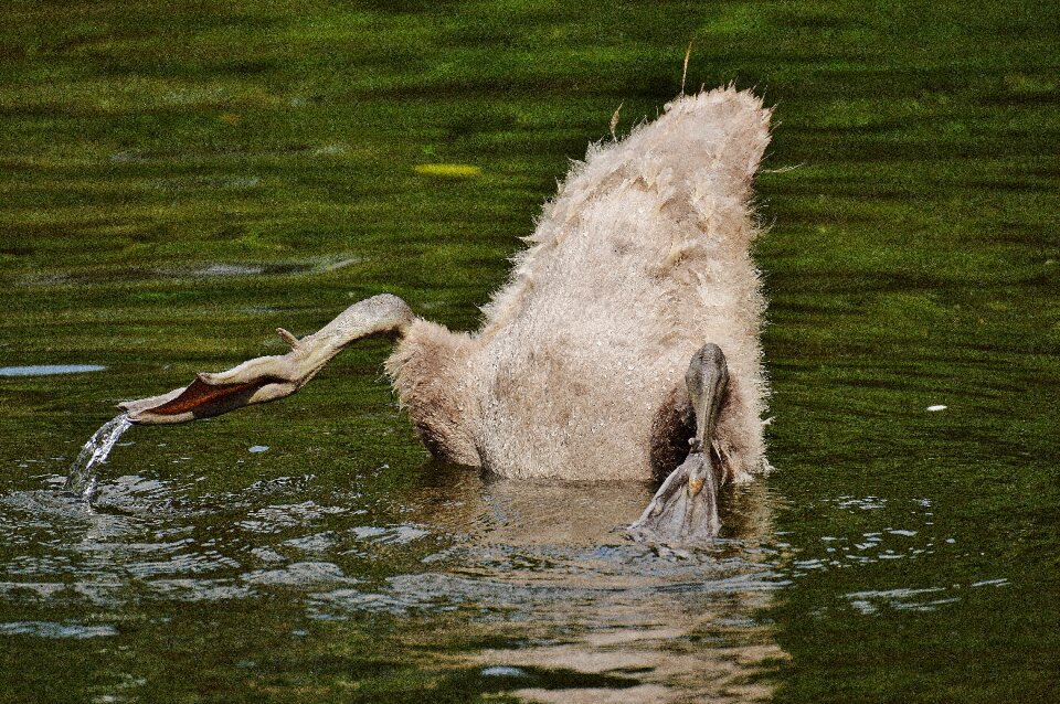 Animal world water bird