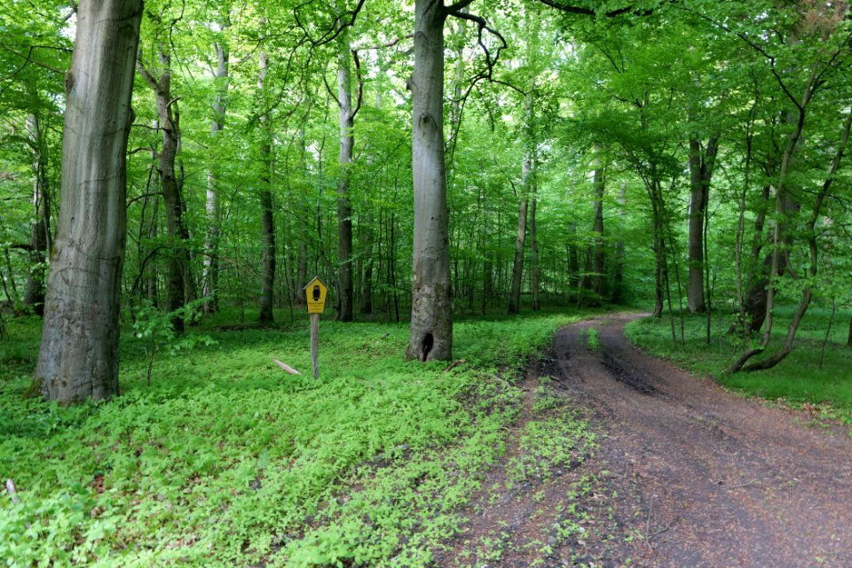Boitzenburger Tiergarten und Strom 2021-05-29 13