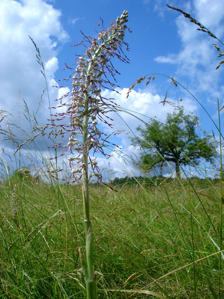 Bokkenorchis in Sorges (Dordogne, Fr)