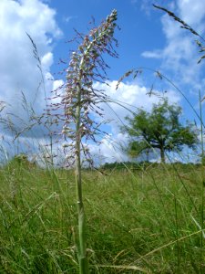Bokkenorchis in Sorges (Dordogne, Fr)