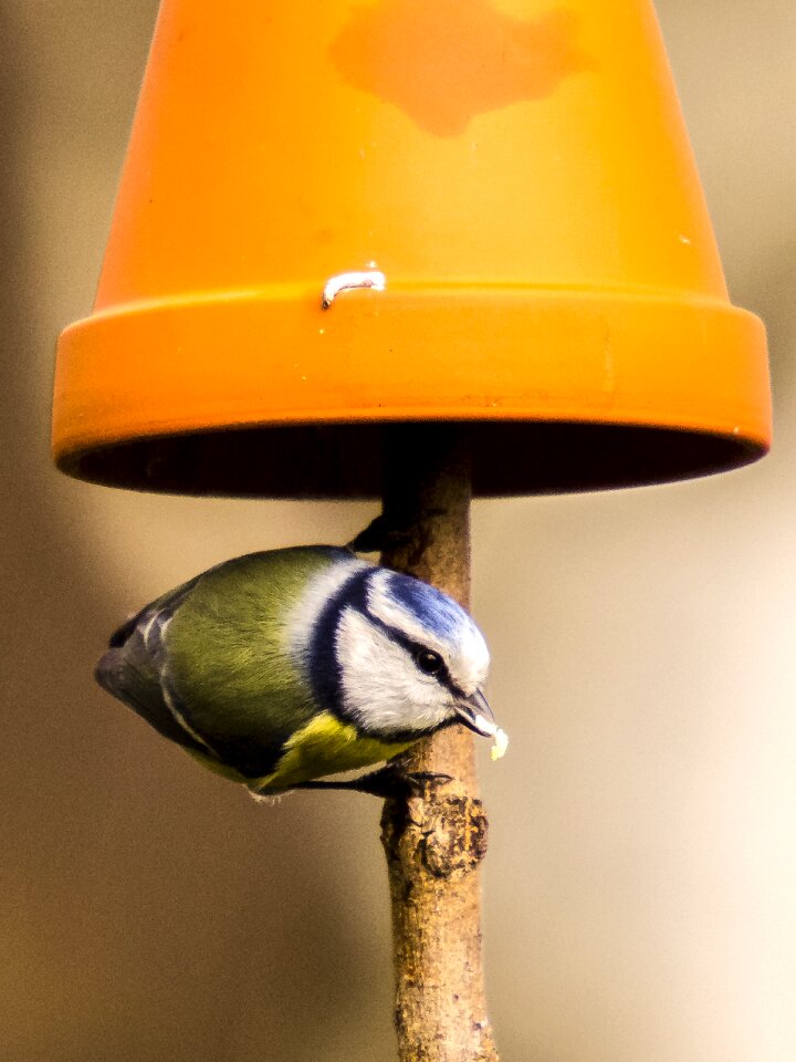 Songbird garden bird nature