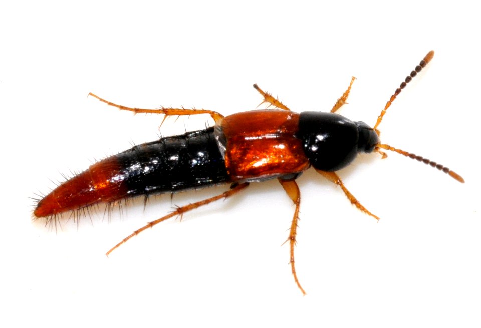 Bolitobius-castaneus-01-fws