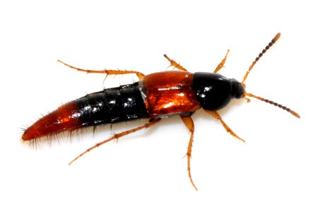 Bolitobius-castaneus-01-fws