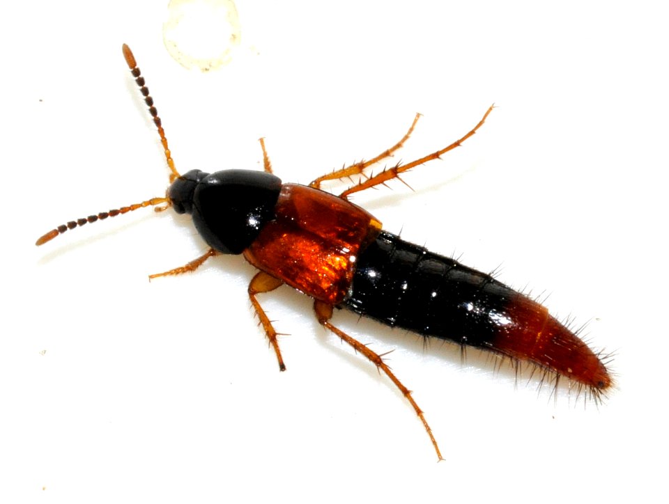 Bolitobius-castaneus-02-fws