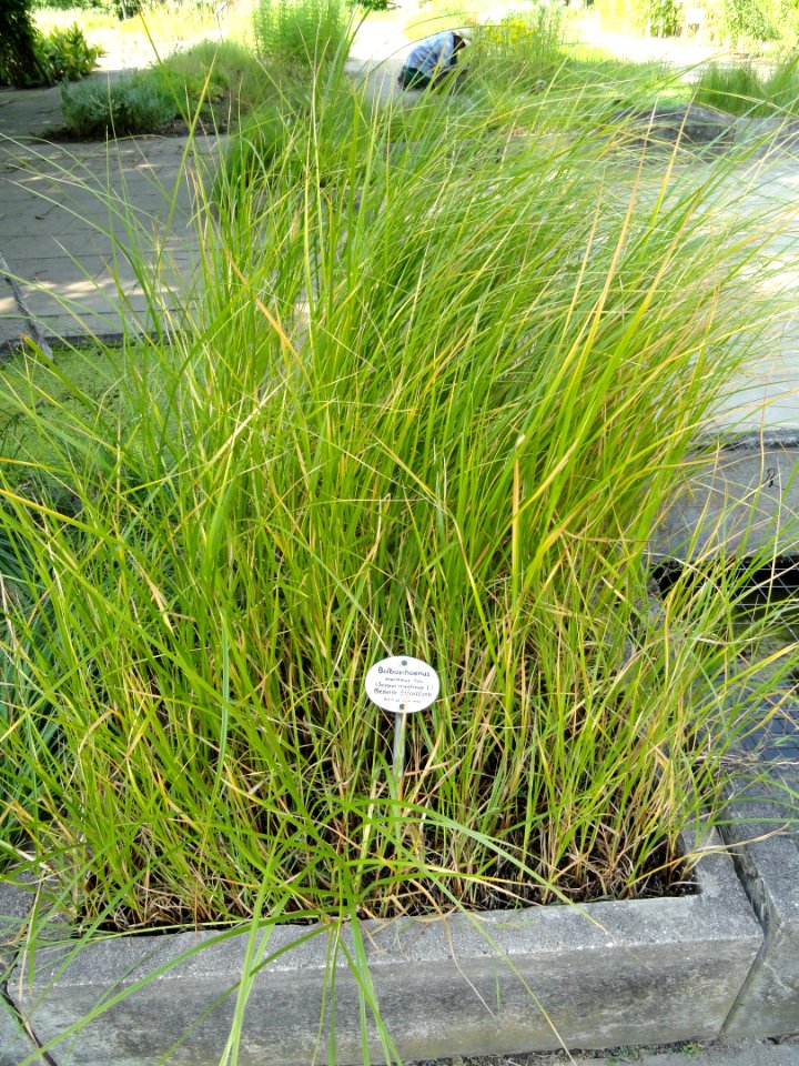 Bolboschoenus maritimus - Botanischer Garten, Frankfurt am Main - DSC03228