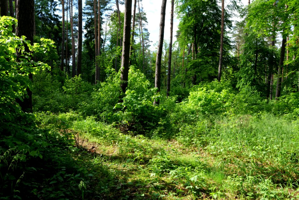 Boitzenburger Tiergarten und Strom 2021-05-29 06