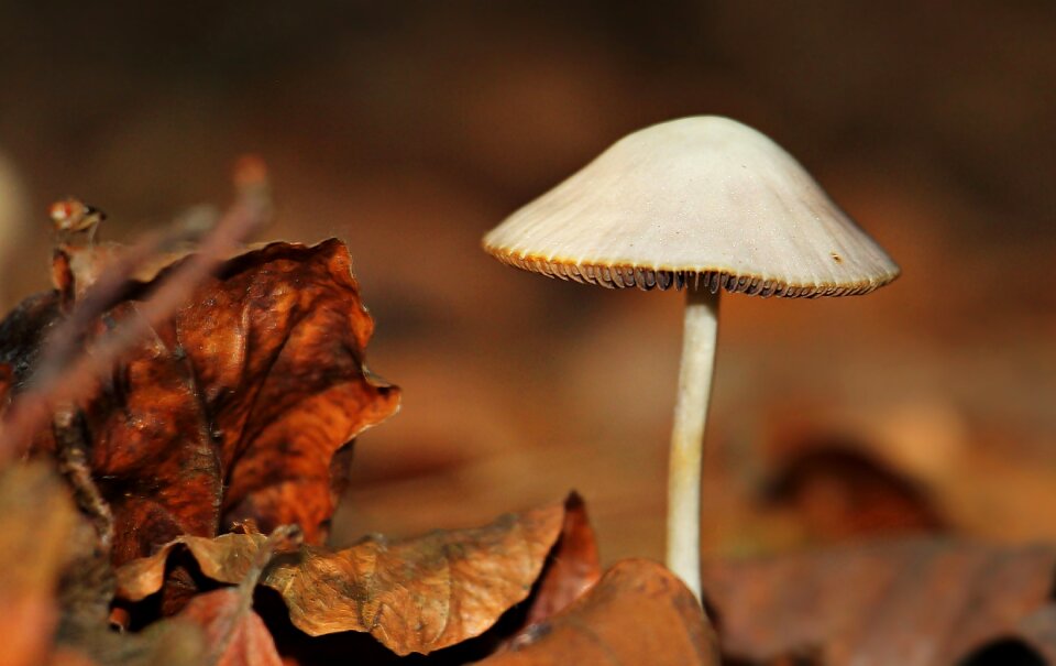 Autumn nature forest floor
