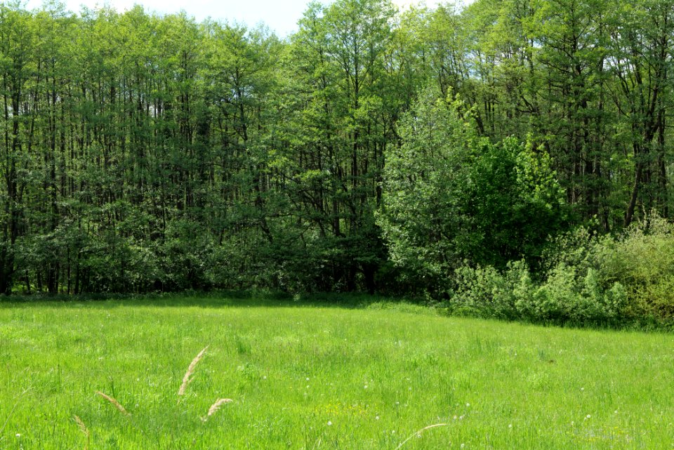 Boitzenburger Tiergarten und Strom 2021-05-29 02