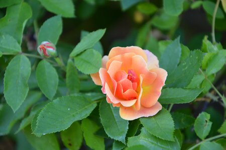 Garden nature petals