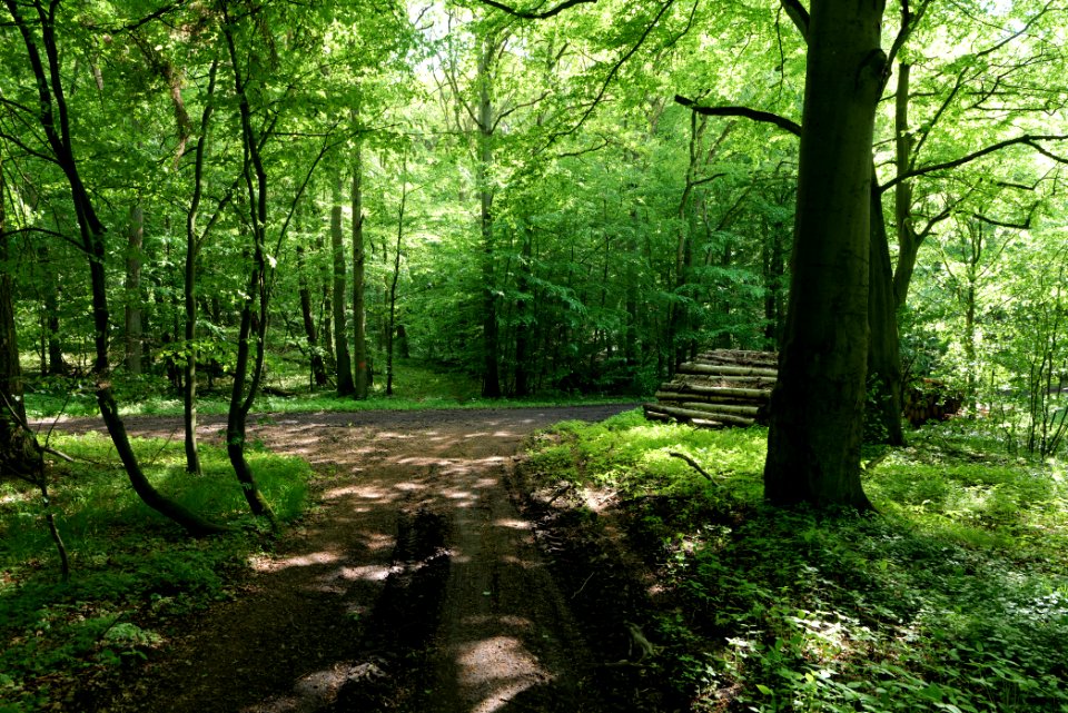 Boitzenburger Tiergarten und Strom 2021-05-29 11