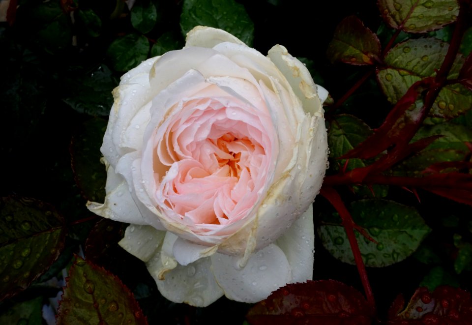 Bolero Romantica floribunda rose (Meidelweis) - DSC06451