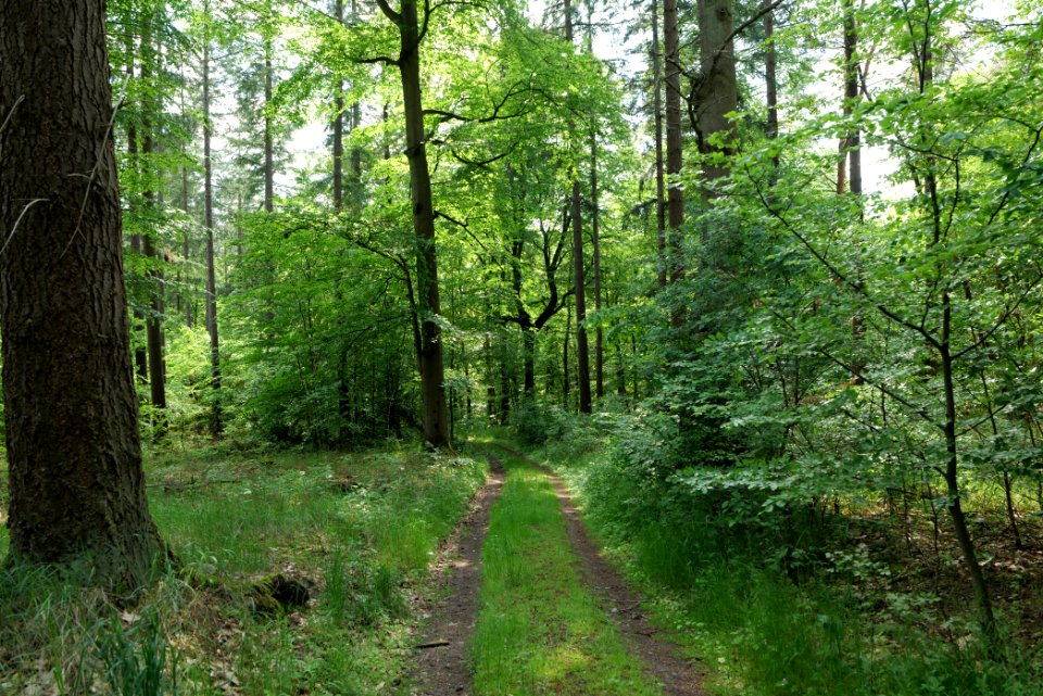 Boitzenburger Tiergarten und Strom 2021-05-29 10