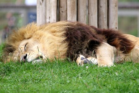 Cat wildlife wild photo