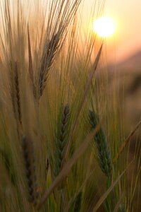 Cereal plant agriculture barley photo