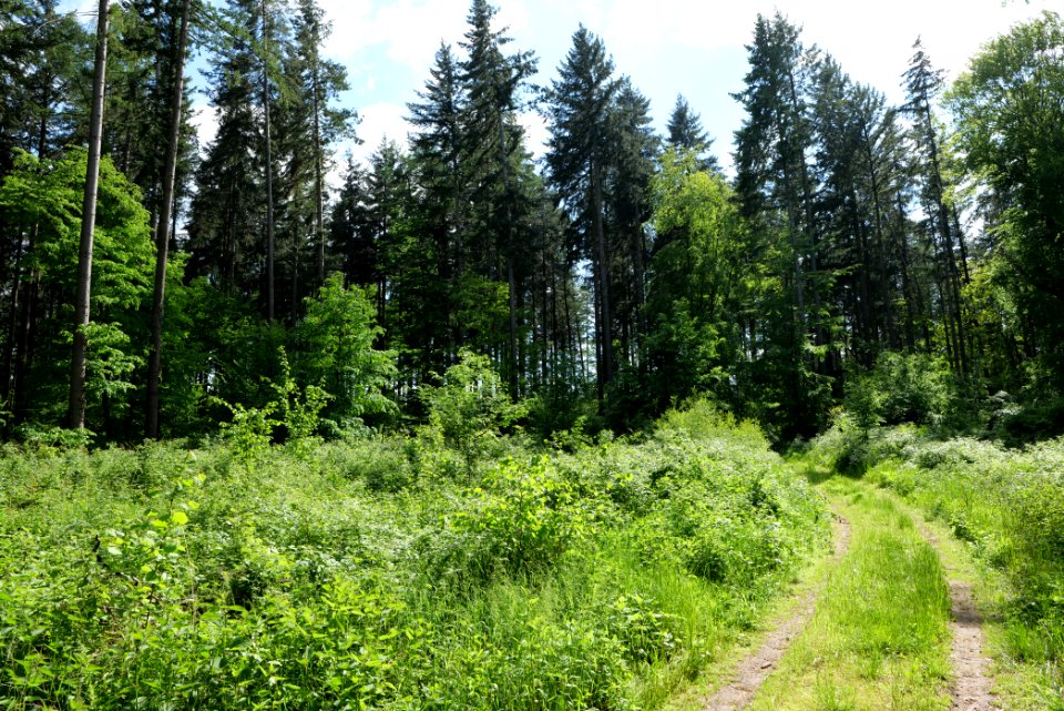 Boitzenburger Tiergarten und Strom 2021-05-29 08