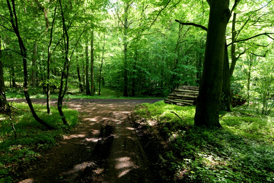 Boitzenburger Tiergarten und Strom 2021-05-29 12