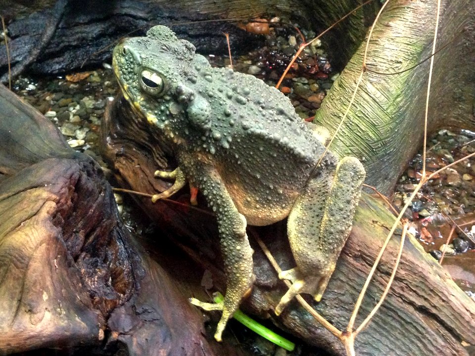 Borneo River Toad - California Academy of Sciences