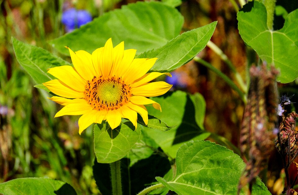 Bloom bloom yellow