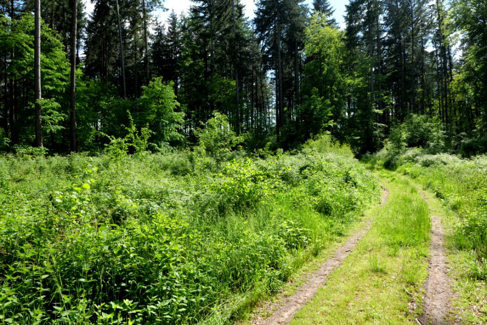 Boitzenburger Tiergarten und Strom 2021-05-29 07