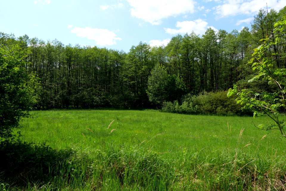 Boitzenburger Tiergarten und Strom 2021-05-29 01