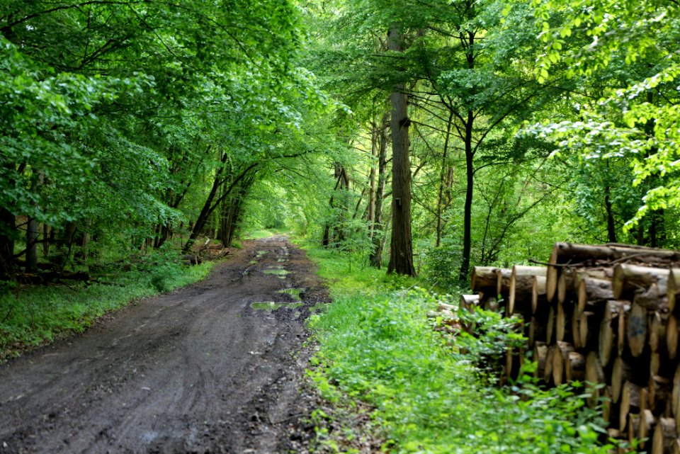 Boitzenburger Tiergarten und Strom 2021-05-29 15