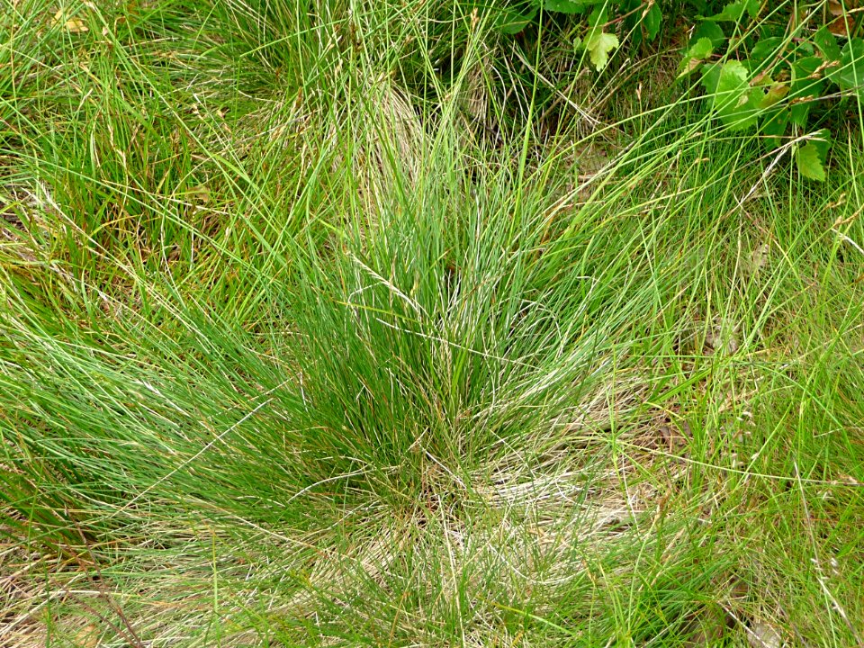 Borstgras Lindberg