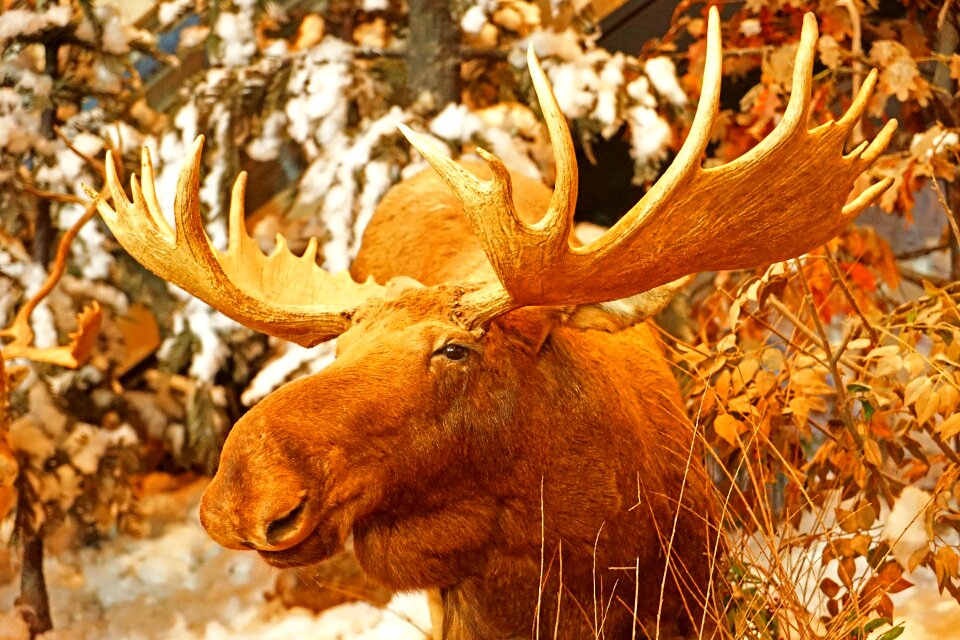 Animal specimen exhibition