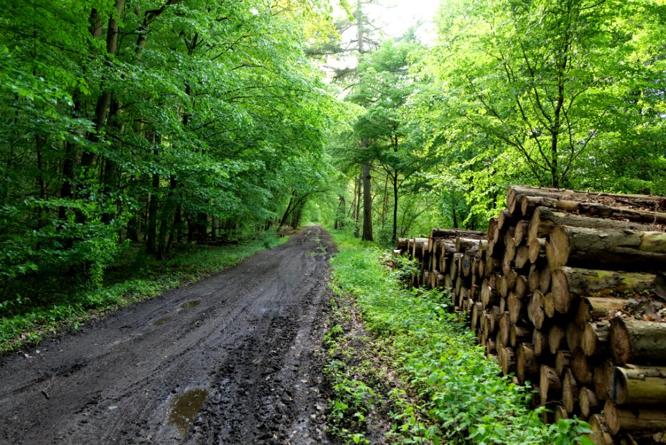 Boitzenburger Tiergarten und Strom 2021-05-29 14