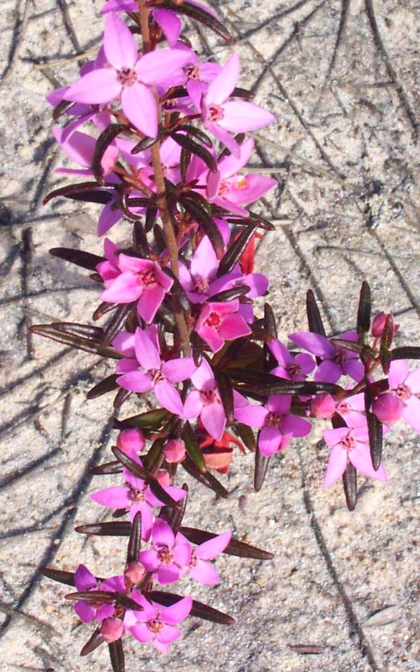 Boronia ledifolia Ku-ring-gai Chase NP