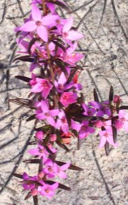 Boronia ledifolia Ku-ring-gai Chase NP