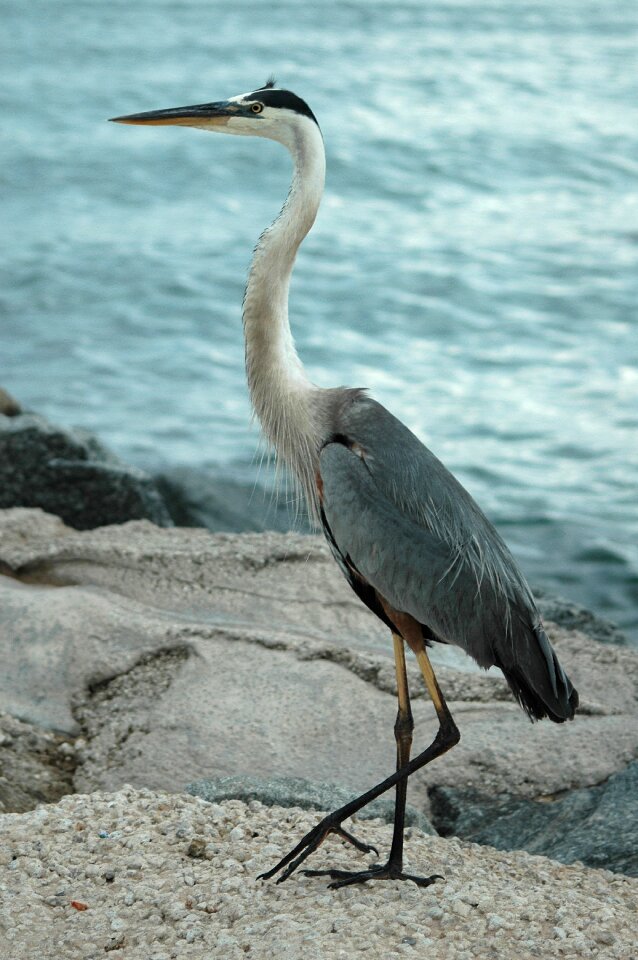 Bird avian wildlife