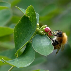 Honey bee apis summer
