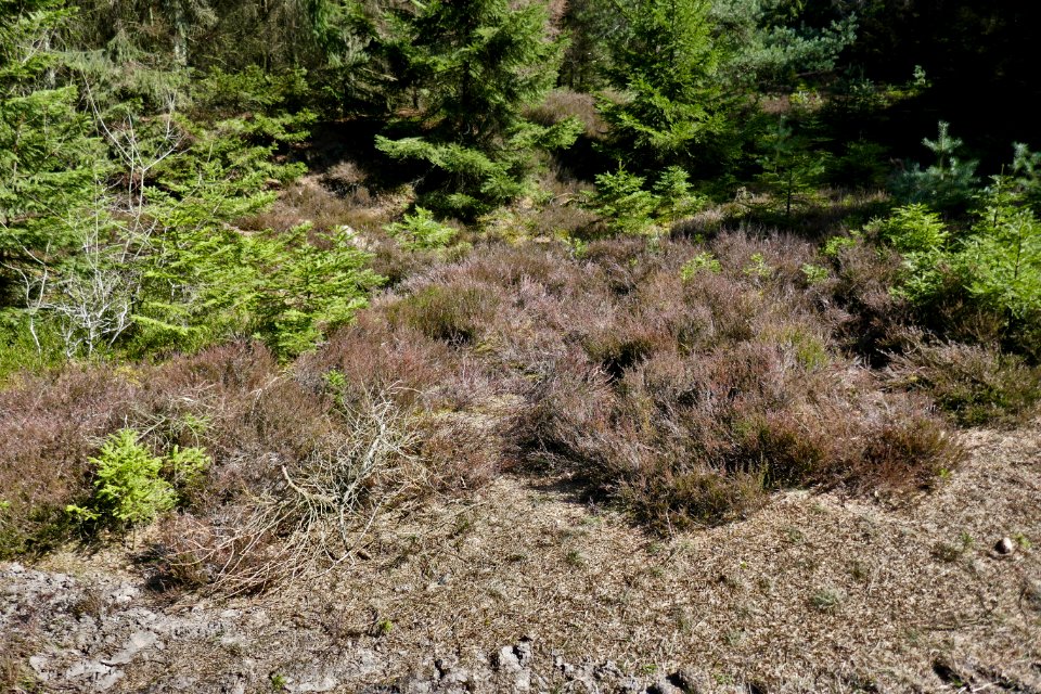 Borlinghausen - Eggeweg - LSG Naturpark - 3